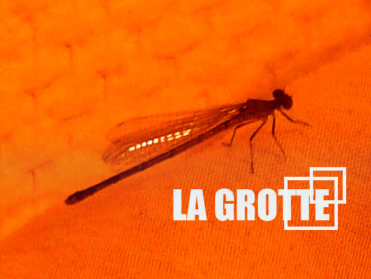 grotte juillet 2011